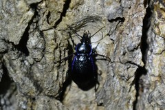 Carabus serratus