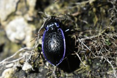 Carabus serratus