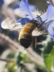 Anthophora plumipes