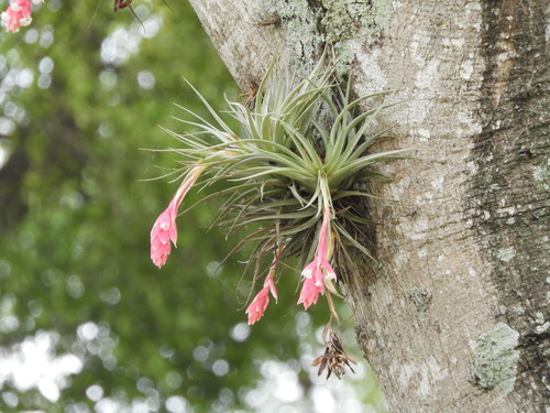 Tillandsia recurvifolia, photograph 6