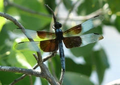 Libellula luctuosa