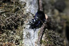 Carabus serratus