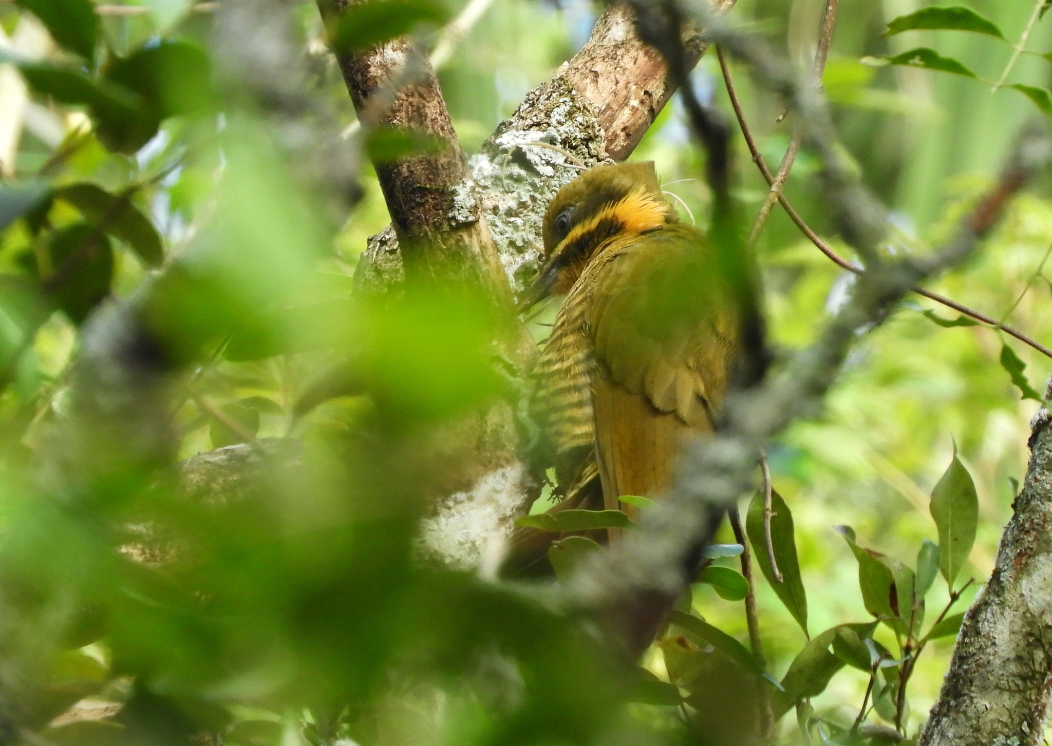 Golden-green Woodpecker (Piculus chrysochloros), photo 10