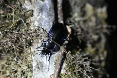 Carabus serratus