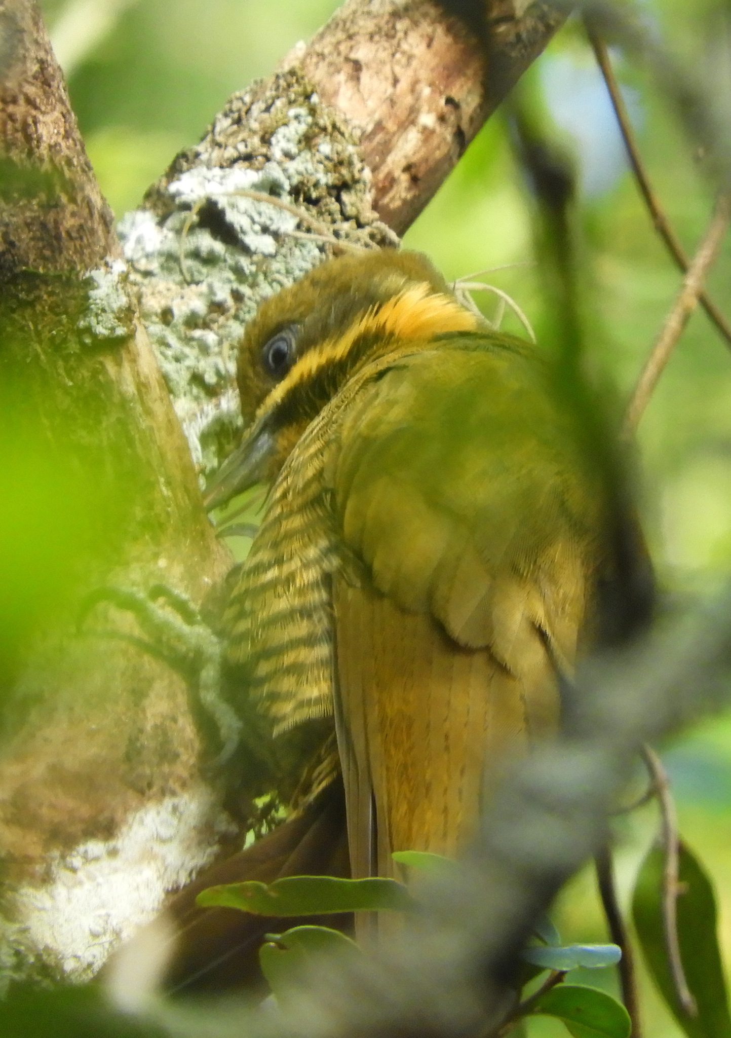 Golden-green Woodpecker (Piculus chrysochloros), photo 9