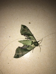 Callambulyx tatarinovii