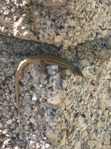 Erhard's Wall Lizard