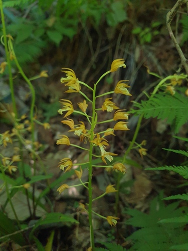 Oreorchis patens, photograph 4