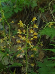 Oreorchis patens, photograph author not stated, no rights reserved