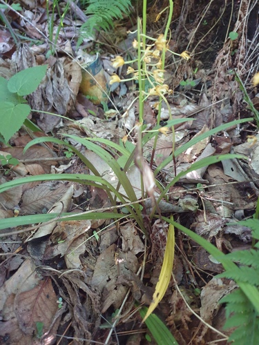 Oreorchis patens, photograph 5