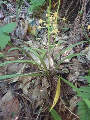 Oreorchis patens, photograph author not stated, no rights reserved