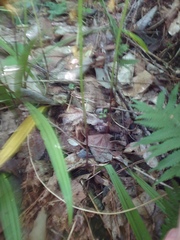 Oreorchis patens, photograph author not stated, no rights reserved