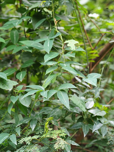 Clematis uncinata, photograph 3