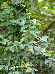 Clematis uncinata, photograph author not stated, no rights reserved