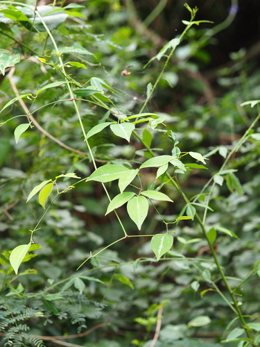 Clematis uncinata, photograph 2