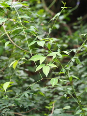 Clematis uncinata, photograph author not stated, no rights reserved