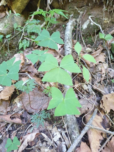 Oxalis obtriangulata, photograph 3