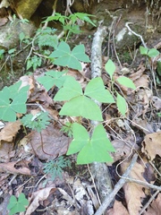 author not stated, no rights reserved Oxalis obtriangulata, photograph author not stated, no rights reserved