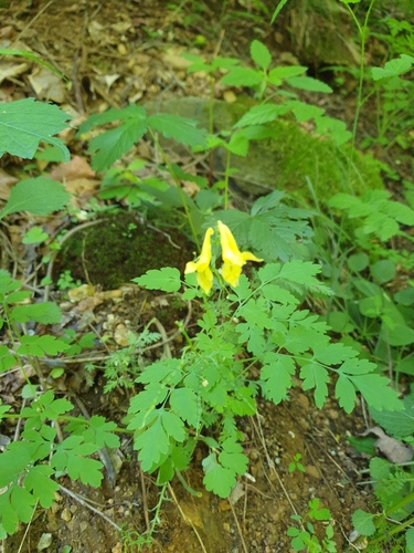 Corydalis speciosa, photograph 3