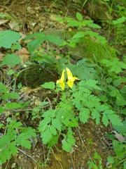 Corydalis speciosa, photograph author not stated, no rights reserved