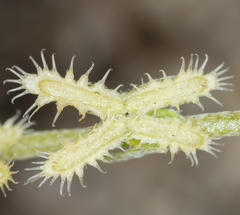 Pectocarya linearis ferocula