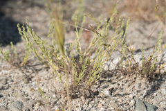 Pectocarya linearis ferocula