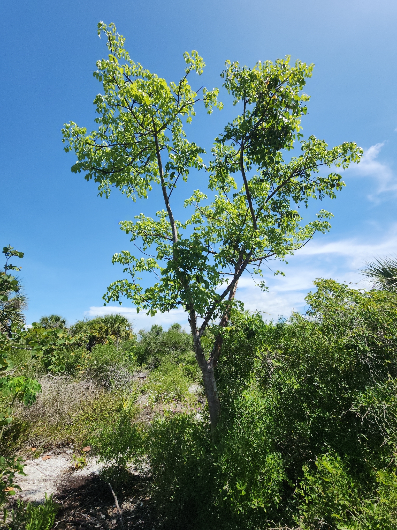 Bursera arborea (Rose) L.Riley 2