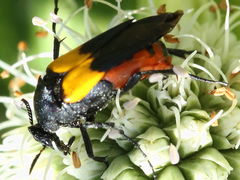 Macrosiagon flavipennis