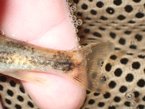 Rustyside sucker (Thoburnia hamiltoni) — Catostomidae — 4