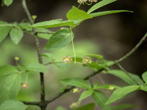 Euonymus oligospermus iNat (1)