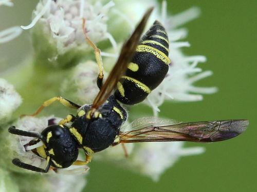 Parancistrocerus leionotus photo 4