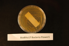 Pseudomonas