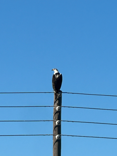iNaturalist: (c) Izak de Vries, some rights reserved (CC BY-NC), uploaded by Izak de Vries iNaturalist image