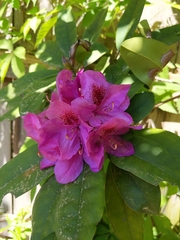 Rhododendron catawbiense