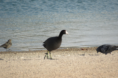 Fulica americana americana