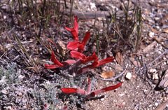 Astragalus coccineus