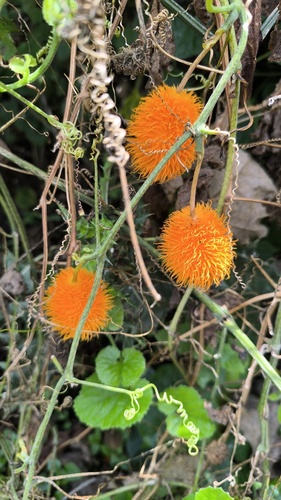 Momordica foetida