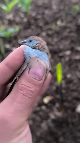 Red-cheeked Cordonbleu
