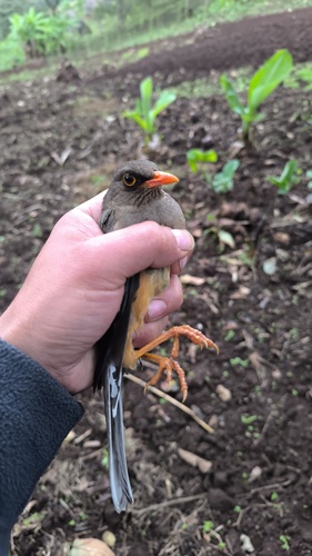 Abyssinian Thrush