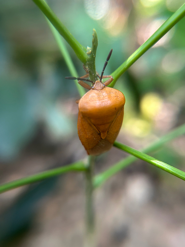 Lychee Stink Bug photo 6