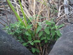 Caryopteris incana, photograph author not stated, no rights reserved