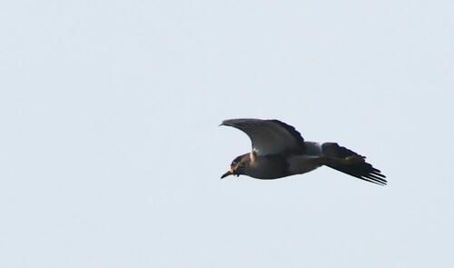 iNaturalist image