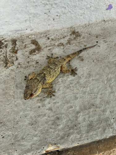 Moorish Gecko