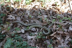 Thamnophis sirtalis