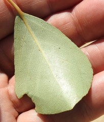 Populus simonii