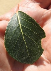 Populus simonii