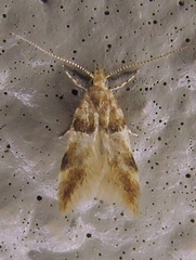 Theisoa constrictella