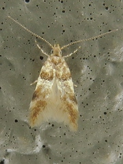 Theisoa constrictella