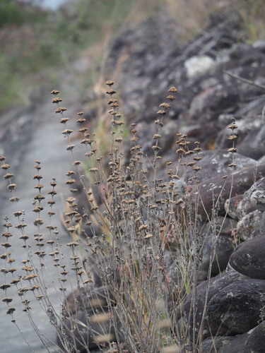 Caryopteris incana, photograph 6