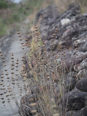 Caryopteris incana, photograph author not stated, no rights reserved